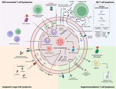 Emerging predictive biomarkers for novel therapeutics in peripheral T-cell and natural killer/T-cell lymphoma